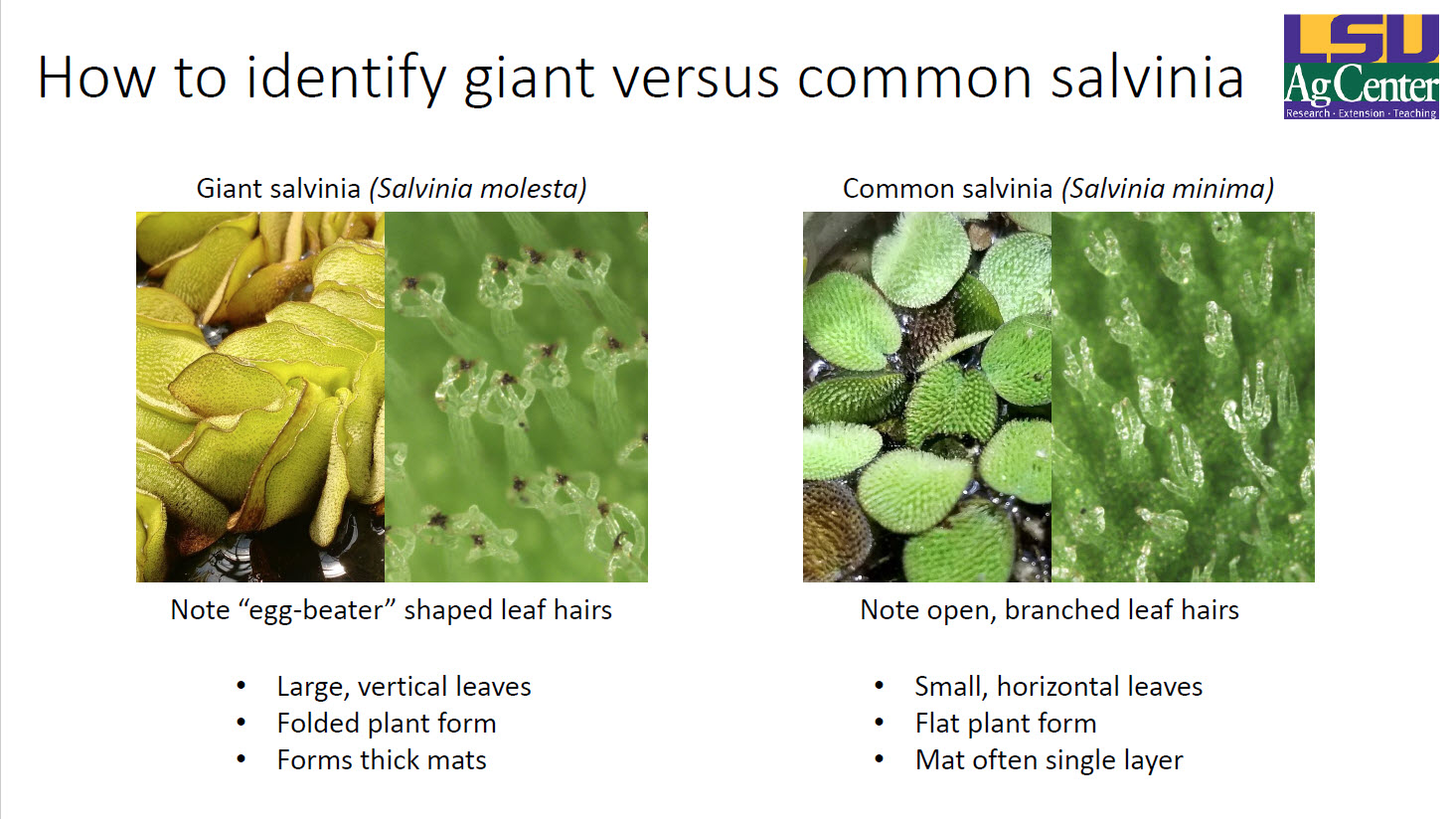 How to identify giant versus common salviniajpg